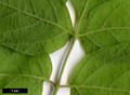 SpeciesSub: subsp. californicum var. texanum SpeciesSub: subsp. californicum var. texanum